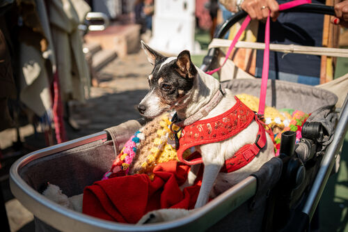Feria Sábado, Sábado 25 de abril