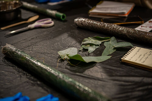 Taller de estampado botánico, Viernes 24 de abril