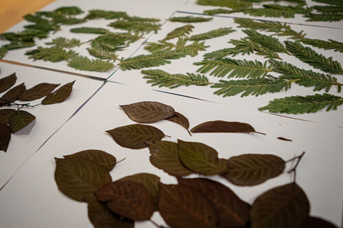 Taller de estampado botánico, Viernes 24 de abril